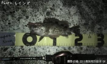カサゴ