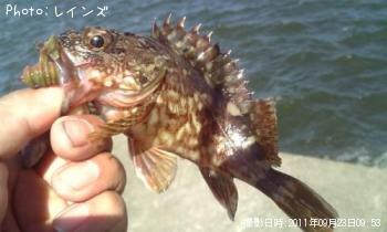 カサゴ