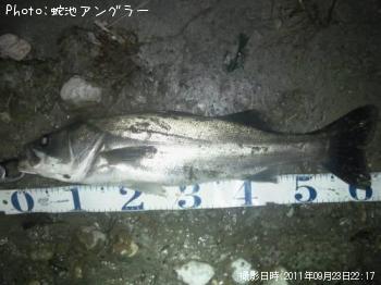 シーバス