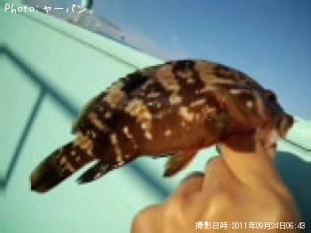 アコウ
