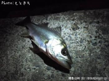 シーバス