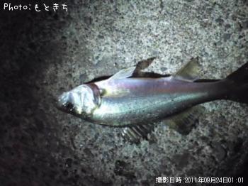 シーバス