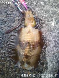 烏賊