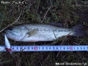 ブラックバス