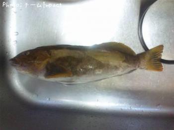 アイナメ