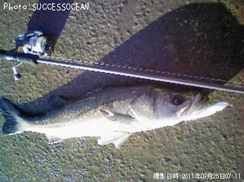 シーバス