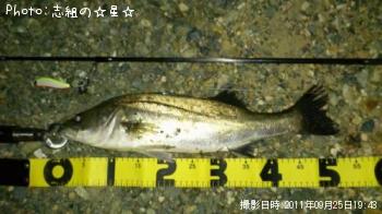 シーバス
