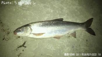 オオガイ
