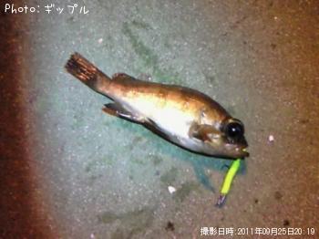 メバル