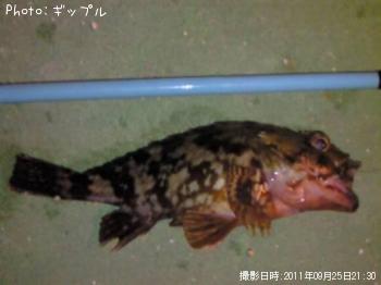 アコウ　？