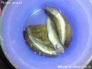 ハゼ