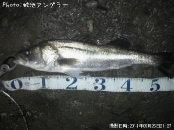 シーバス