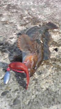 ʥ