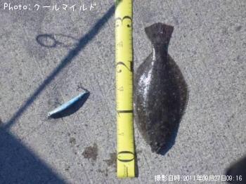ヒラメ