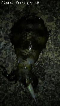 ꥤ