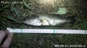 ブラックバス