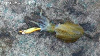 アオリイカ
