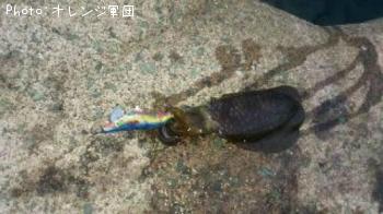 アオリイカ