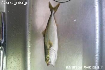 ʥ