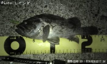 クロソイ