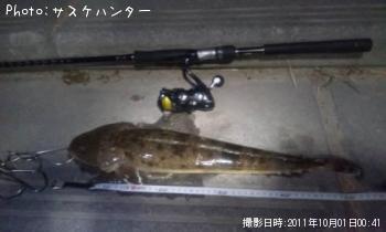 マゴチ