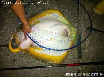 赤エイ