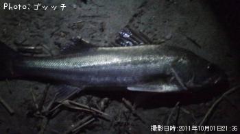 シーバス