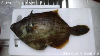 カワハギ