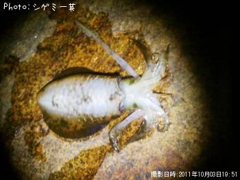 アオリイカ