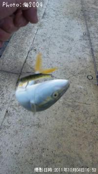 アオッコ