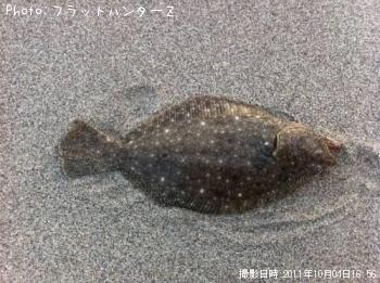 ソゲ