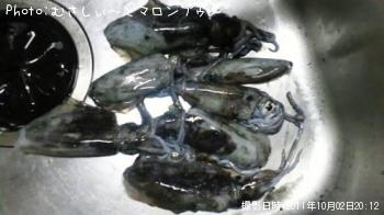 アオリイカ