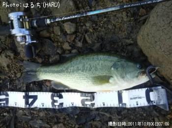 ブラックバス