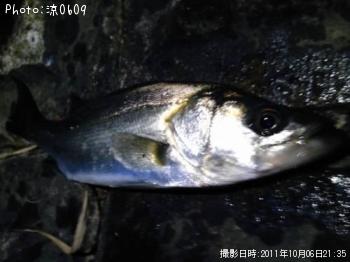 シーバス