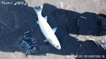 ボラ