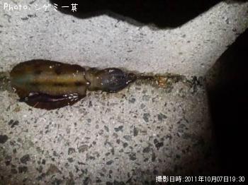 アオリイカ