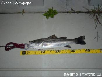 シーバス