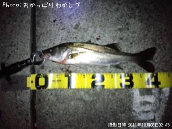 シーバス
