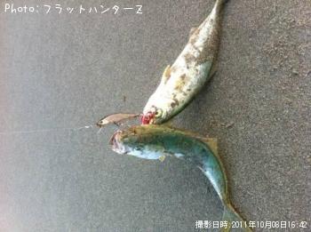 アオッコ
