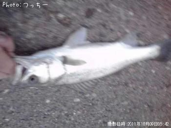 シバース