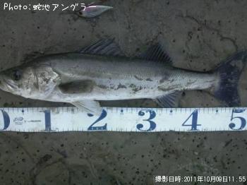 シーバス