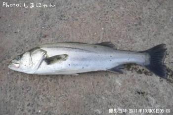 シーバス