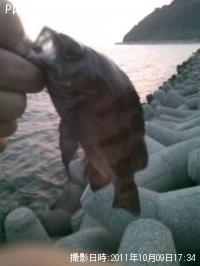 メバル
