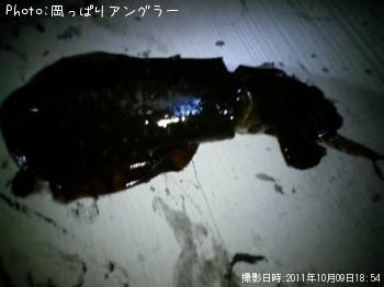 アオリイカ