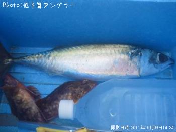 マサバ