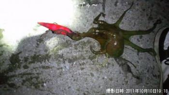 タコ