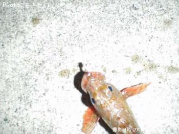 カサゴ