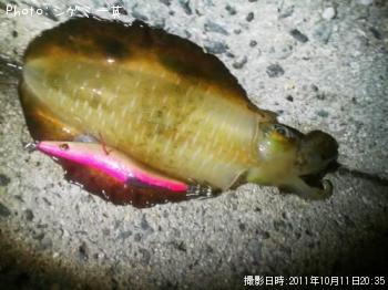 アオリイカ
