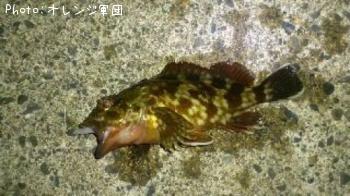 カサゴ