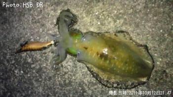 アオリイカ